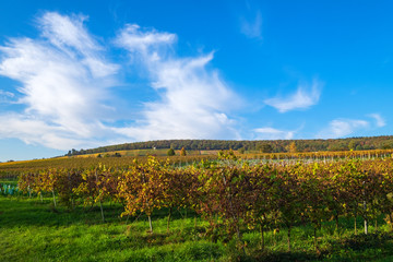 Weinberg im Rheingau im Herbst