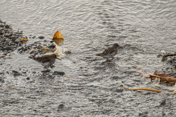Sandpippers in the Arctic