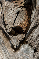 Texture of a Tree Bark for a Background