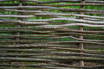 background, wooden background, tree, texture, forest, forest background