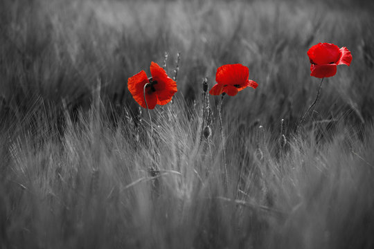Fototapeta Guts beautiful poppies on black and white background