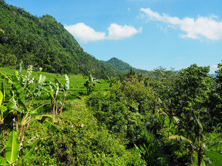 Obraz premium Reisfelder, Sidemen, Bali