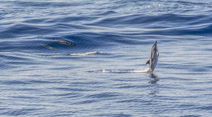 Fototapeta premium Dolphin