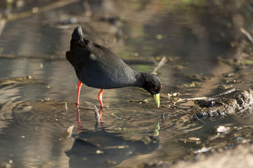 Râle à bec jaune,.Amaurornis flavirostra, Black Crake, Afrique