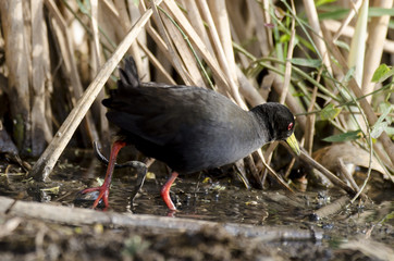 Râle à bec jaune,.Amaurornis flavirostra, Black Crake, Afrique