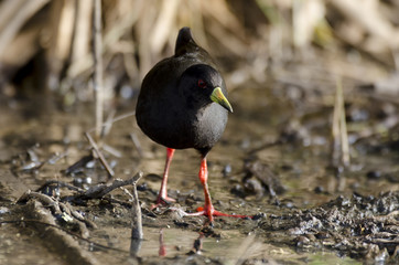 Râle à bec jaune,.Amaurornis flavirostra, Black Crake, Afrique