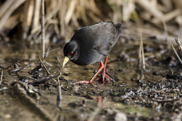 Râle à bec jaune,.Amaurornis flavirostra, Black Crake, Afrique