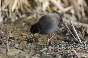 Râle à bec jaune,.Amaurornis flavirostra, Black Crake, Afrique