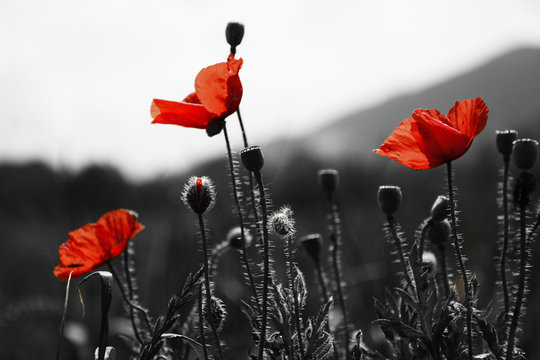 Fototapeta Guts beautiful poppies on black and white background