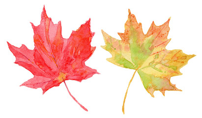 Maple leaves. Watercolor autumn leaves illustration