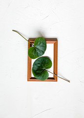 Wooden framework,green leaf on white, top view