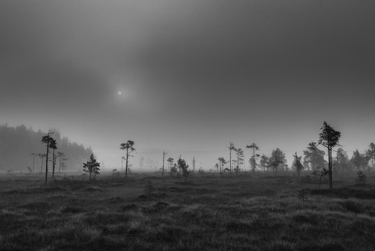 foggy morning