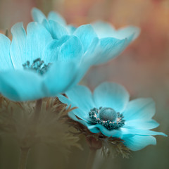 Türkise Blumen - Blaue Kronen-Anemone (Anemone coronaria) oder Garten-Anemone 
