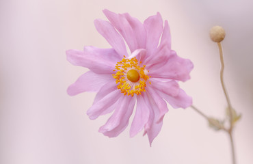 Blume, pink - Rosa Herbstanemone ( Anemone hupehensis )