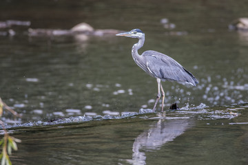 Young Grey Heron