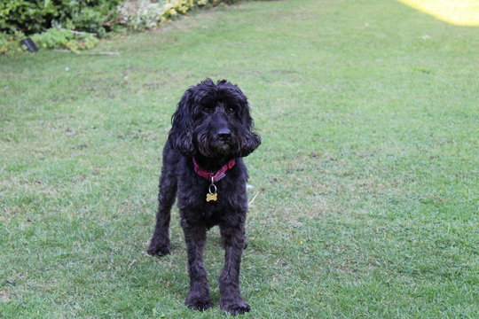 Black cockapoo dog in garden
