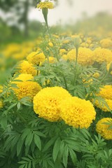Marigold flower in farm south Thailand travel