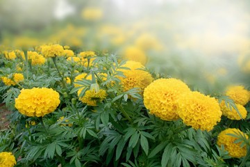 Marigold flower in farm south Thailand travel