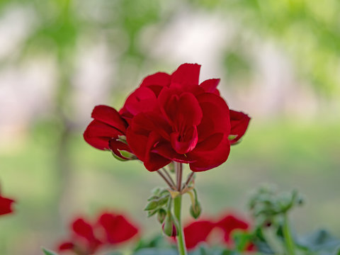Närbild på röd blomma