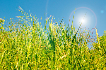 Fototapeta premium green grass