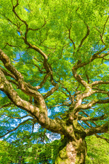 Komine maple (Acer micranthum) tree in Saizen-ji Temple, Saitama Prefecture, Japan.