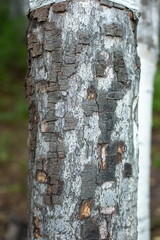 береза текстура, дерево