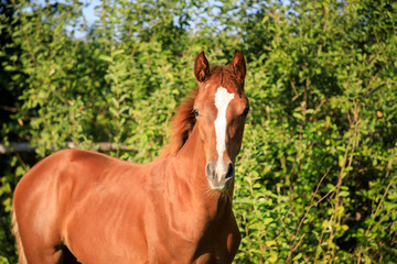 Portrait of the foal in summer