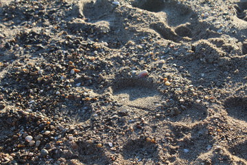 traces de pas dans le sable