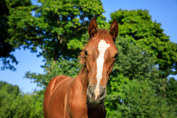 Fototapeta premium Portrait of the foal in summer