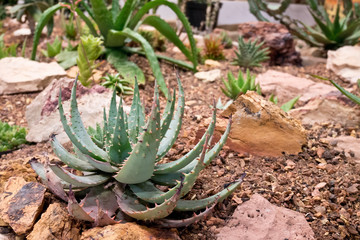 A detail of cactus  in the rock garden