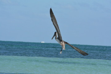 Gaviota Key West
