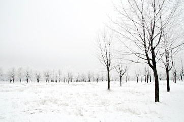 winter landscape