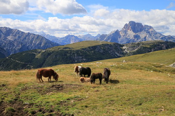 Grazing horses in the depths of Dolomites