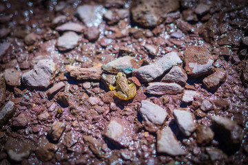little pyrennees frog in astun ski station