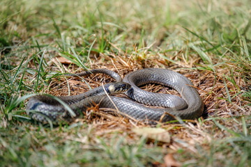 grass snake natrix natrix