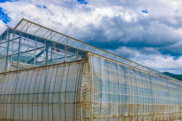 Greenhouse in a firm, Japan