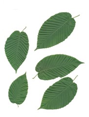 Naklejka na ściany i meble green leaves and seeds of hornbeam tree