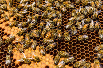 Bees on the honeycomb. Apicultural concept. Closeup