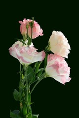 posy of eustoma flowers close up