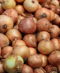 onions close up