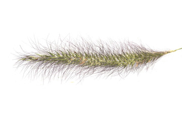 flower field isolated on white background