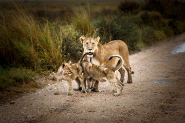 Lion mother with youngs
