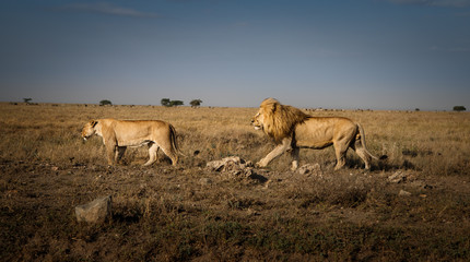 Naklejka na ściany i meble Lions in Africa male and female