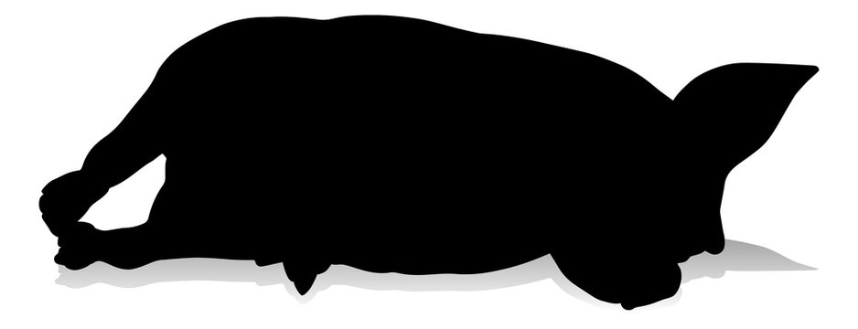 Pig Silhouette Farm Animal