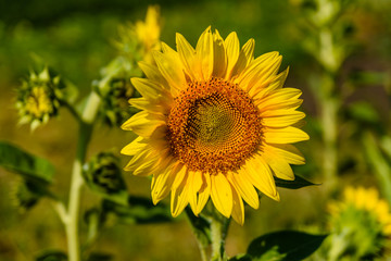 Sunflower in a garden on summer day
