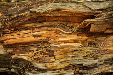 гнилое желтое дерево