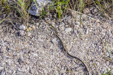 brazilian outdoor snakes