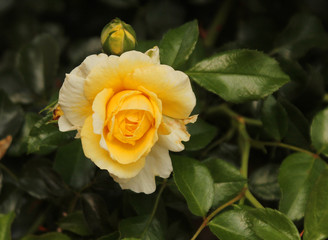 Summer in the garden - beautiful yellow rose at the end of summer