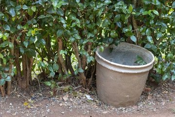 Fototapeta premium A large empty grey metal rusted pot next to a green hedge in a garden