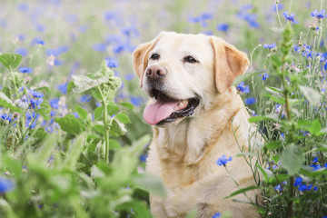 Labrador in Blumenwiese